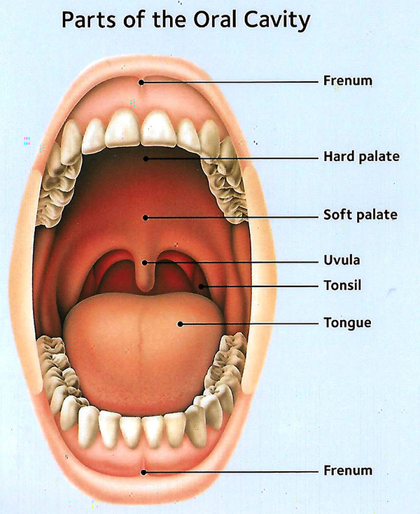Oral Cavity