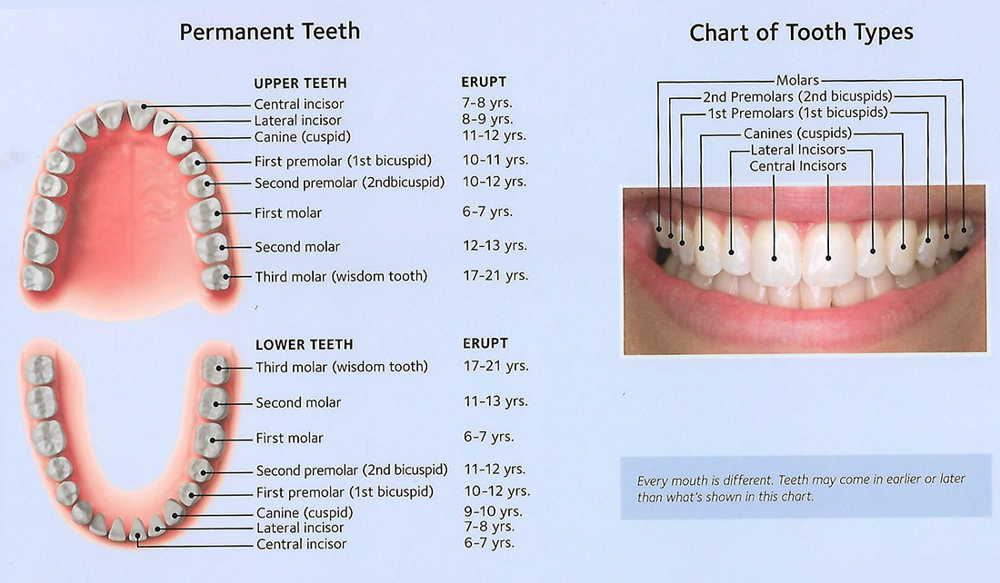 Permanent Teeth